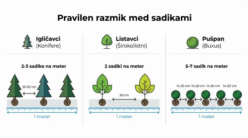 Infografika s priporočenimi razmiki sajenja za različne vrste žive meje